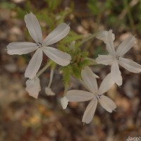 Plumbago zeylanica L.